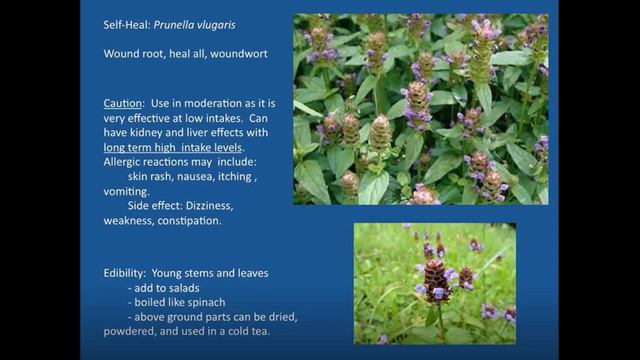 Benefits of Smartweed and Self Heal смотреть онлайн