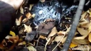 За грибами (Волгоград)