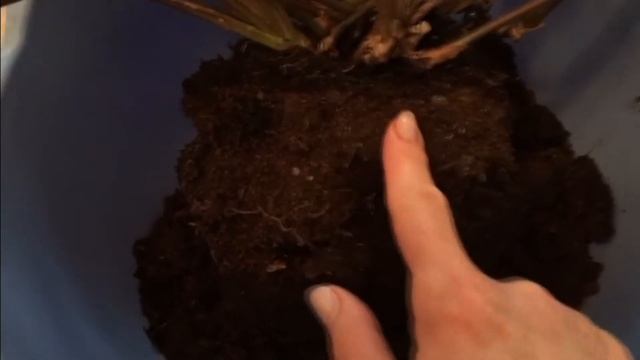 Калатея свернула листья смотреть онлайн