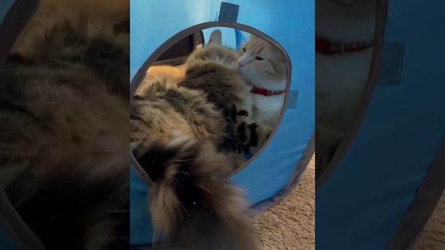 Cat Кошки Котята Коты #Shorts 1470.mp4