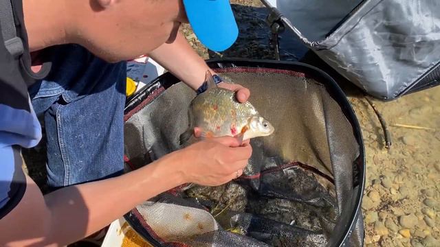 9 Кило РЫБЫ за ПАРУ ЧАСОВ. Рыбалка на реке. смотреть онлайн