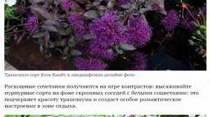 Цветок трахелиум Посадка и уход в открытом грунте Выращивание из семян