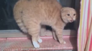 Как напугать кота | How to scare a cat
