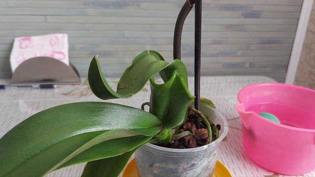 Новинка КРИВАЯ орхидея ))) Обработка и выравнивание орхидеи смотреть онлайн