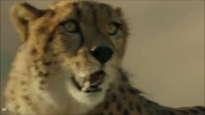 Funny Hyundai Veloster VS Cheetah Super bowl Commercial 2012