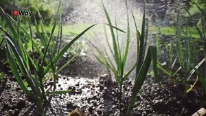 Вот Почему У Нас Всегда Крупный Чеснок Или, Что Внести В Почву Перед Его Посадкой!