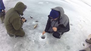 Окунь Чебоксарского водохранилища.