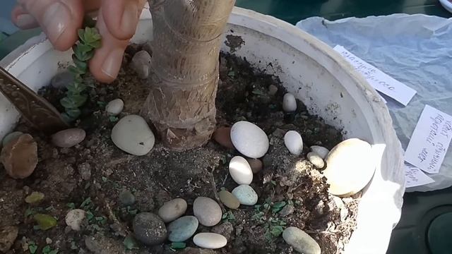 ДЕНЕЖНОЕ ДЕРЕВО ТОЛСТЯНКА. МОЯ КОЛЛЕКЦИЯ СУККУЛЕНТОВ.