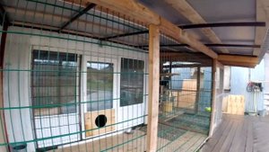 Питбули подрались снова Кими и Араб. Последствия драки, травмы. Почему это случилось ? Сколько можн
