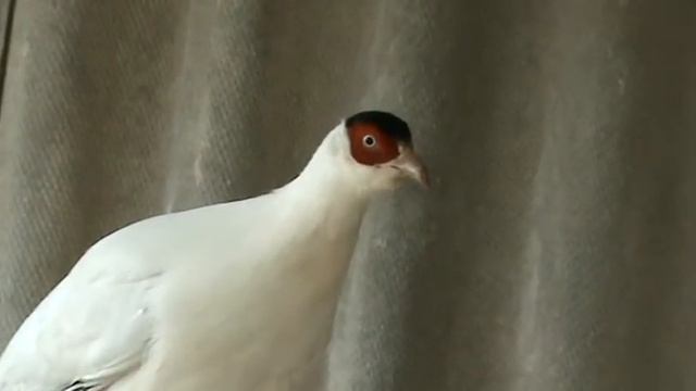 БЕЛЫЙ УШАСТЫЙ ФАЗАН, CROSSOPTILON CROSSOPTILON смотреть онлайн