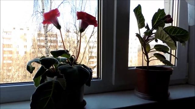 Цветы в доме. Комнатные растения. смотреть онлайн