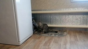 Мама кошка прячет котят, а Папа кот ругается