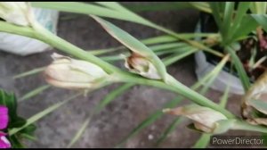 Gladiolus plant care and seeds collection | how to collect gladiolus seeds | home garden  #gladiolu