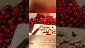 Клюква садовая Стивенс из США и Канады