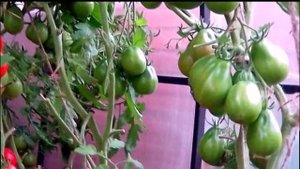 Нашла чудо томат - Царь трюфель!