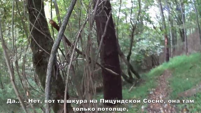 Реликтовая сосна в Ущелье Гагрипш. Исчезающий вид. смотреть онлайн