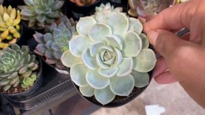 Vamos ah comprar suculentas en Lowe’s/ charlemos sobre la echeveria subsessilis