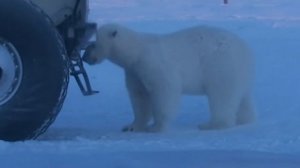 Уроки Арктики. Остров Белый, Карское море