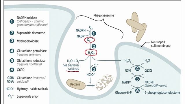 USMLE RX - 6.Иммунология - 2.Иммунные реакции - 6.Дыхательный взрыв (Окислительный взрыв)