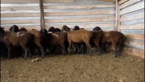 Ярочки 2023 года 01.12.2023г