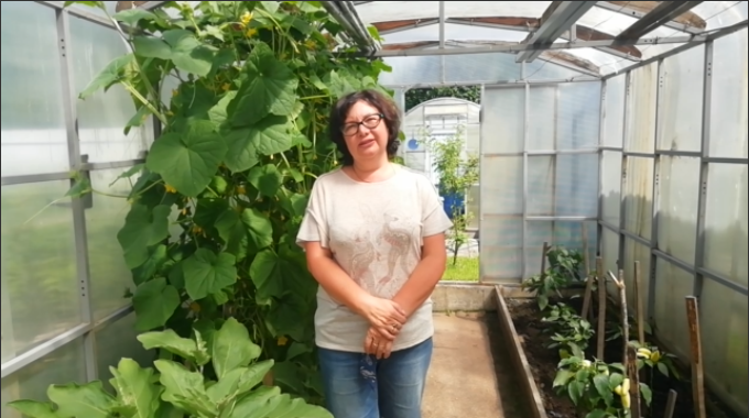 У меня тля на огурцах Как я боролась с ней смотреть онлайн