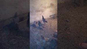 Дакан против фазана))