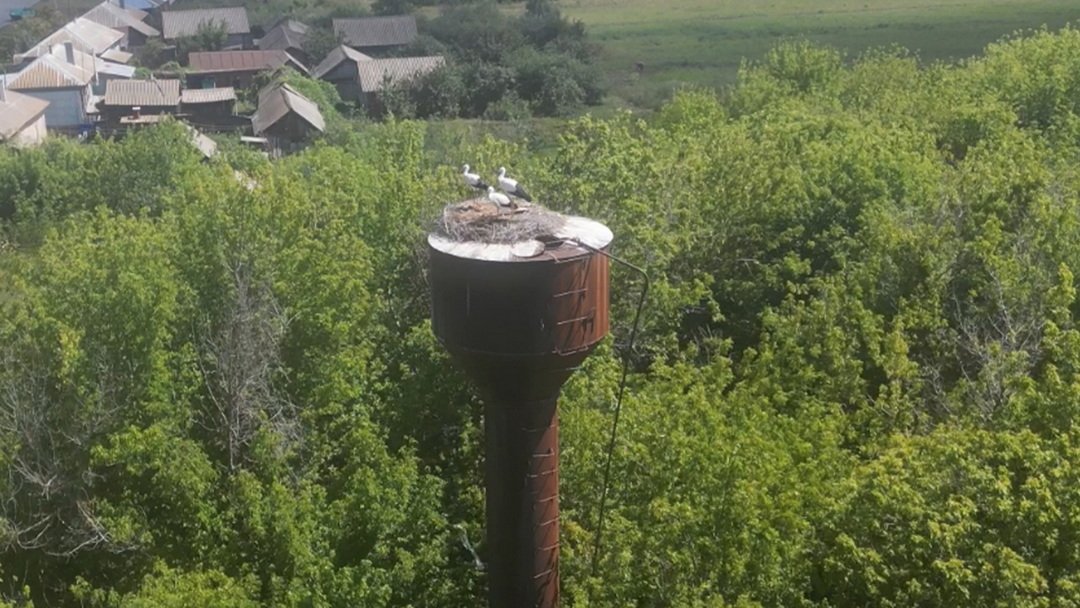 Семья аистов на водонапорной башне