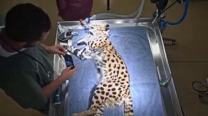 Big Cat Vet ~ Ginger Serval sees the Vet 1.4.2019