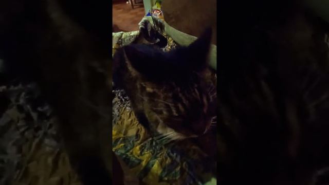 Как нужно ухаживать за кошкой чтобы она не царапала вас. смотреть онлайн