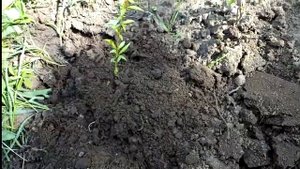 Как вырастить персик из косточки.