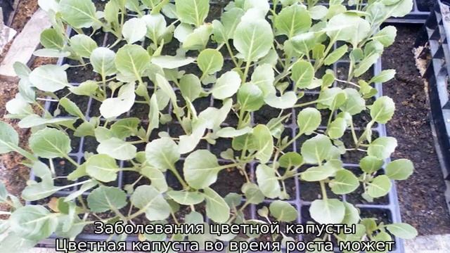 Выращивание цветной капусты в открытом грунте