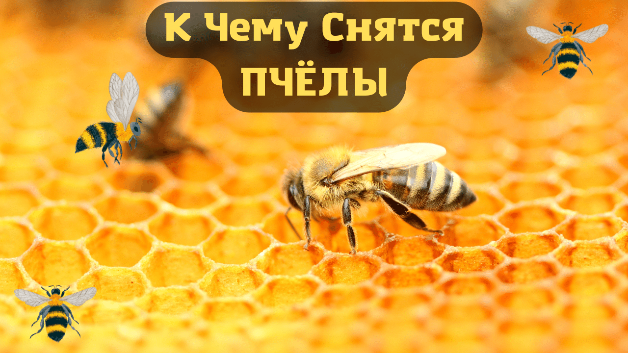 К чему снится пчела во сне женщине