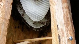 Отстройка сот пчелами в колоде через 6 дней, Encroachment