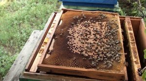 Пчеловодство. Как подсадить неплодную матку. Подсадка неплодной матки в отводок