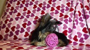 МИНИ кроха йорк, возраст 5 месяцев)