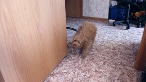 ХАГИ ЗАБОЛЕЛ/ЛАЙКИ LIKE