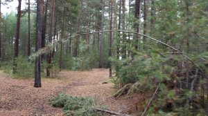 Прогулка в лесной зоне поселка.