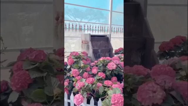 #гортензия #hydrangea #садгортензий #hortensia #hydrangeas #гортензиякрупнолистная #гортензии #сад