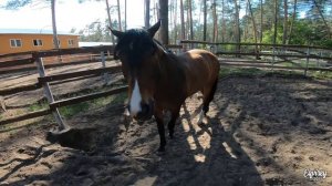 ПЕРЕУЧИВАЕМСЯ ПРЫГАТЬ ЗА ПОЗИТИВНОЕ ПОДКРЕПЛЕНИЕ | КОНКУР | GoPro