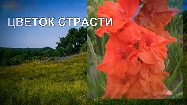 Коллекция гладиолусов семьи Кветковских часть7.1(красные) смотреть онлайн