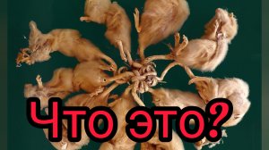 Феномен крысиного короля, что это?