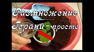 ГЕРАНЬ. Самое простое Размножение Герани.Цветы Пеларгония на фитильном поливе