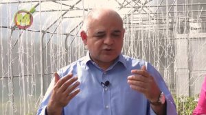 ? Не делайте ЭТИ Ошибки при Выращивании Томатов. Рекомендации профессора Мамедова