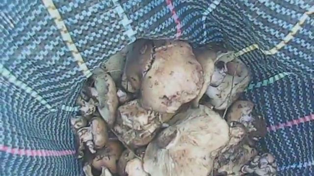 Немножко синеножки смотреть онлайн