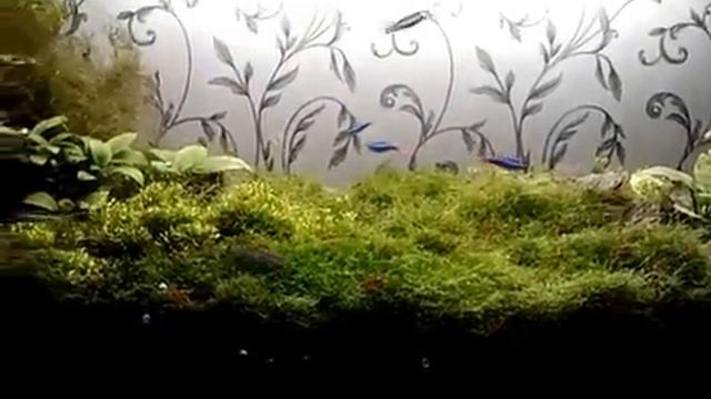 Прорыв в акваскейпе и аквариумистике пузырчатка горбатая и риччия симбиоз оформление дна аквариума смотреть онлайн