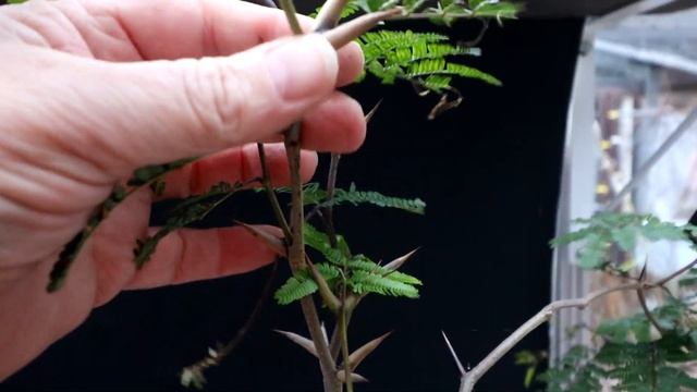 Pruning Two Acacia Trees, The Bonsai Zone, Dec 2022 смотреть онлайн
