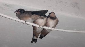 Ласточки спят ночью)!!!