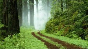 Людмила Зыкина   Сосны