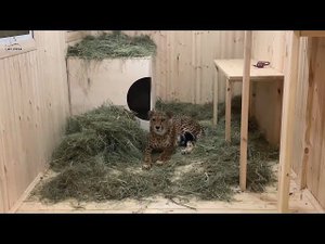 Мягкая постель для гепарда Ичель