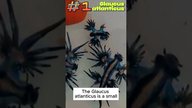 Glaucus atlanticus Interesting Fact 1 #interestingfacts #interesting #fact